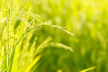 Rice Field