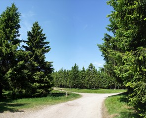 Weggabelung/Weggabelung am Rennsteig im Thüringer Wald, Fichtenwälder, sonniger Tag im Sommer 