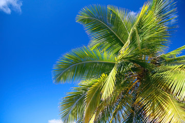 Obraz premium Top of coconut palm tree on blue sky background 