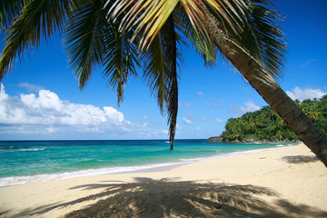 Fototapeta na wymiar Calm caribbean beach with palm tree