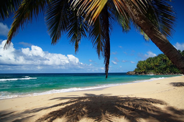 Fototapeta na wymiar Calm caribbean beach with palm tree