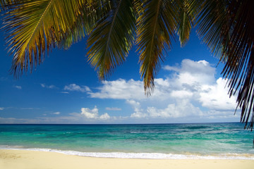 Calm  caribbean beach with palm tree