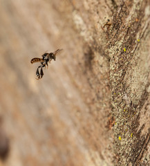 Stingless bee ,insect pollinator in the nature