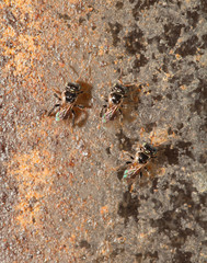 Stingless bee ,insect pollinator in the nature