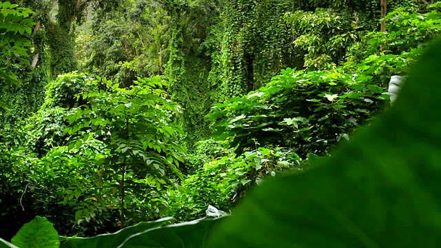 Beautiful moving shot through dense green jungle paradise.