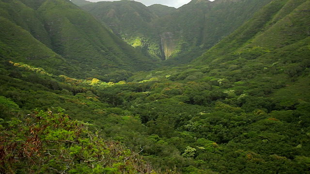 Slow zoom into dense jungle paradise in Hawaii.