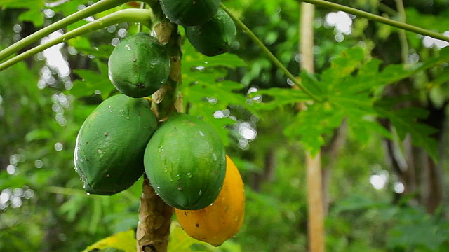 Dolly shot reveals guava growing on trees in Hawaii.
