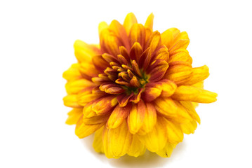 yellow chrysanthemum - obrazy, fototapety, plakaty