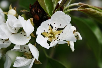 Kwiat © wiktoriazybort