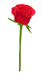 beautiful red rose with long stem isolated on white.