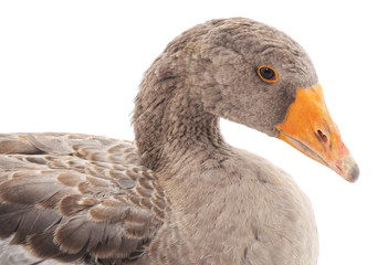 Grey goose.