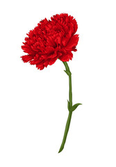 Obraz premium Beautiful red carnation isolated on white background.