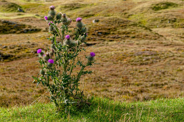 Wild Thistle growing in Scotland
