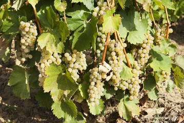 Vineyards in sunny autumn harvest