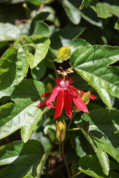 Red grape-leaf passion flower, Passiflora vitifolia, blooms on a vine in summer
