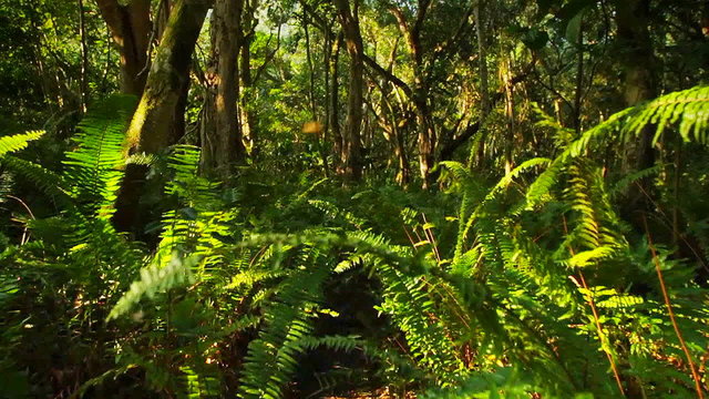 POV moving through a jungle or rainforest.