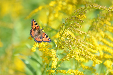 Бабочка на цветке.
