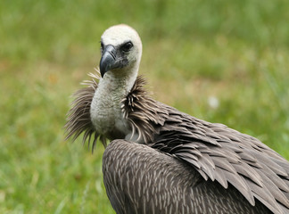 Close up of a Griffon Vulture