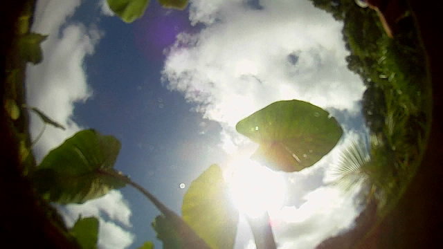 POV from the bottom of a pond, pool or stream with leaves floating on top and the sky.