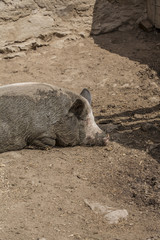 Fototapeta premium pig