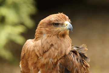 Portrait of a Tawny Eagle