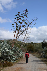 Agave an einem Weg