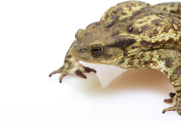 Rospo comune europeo in primo piano su superficie bianca