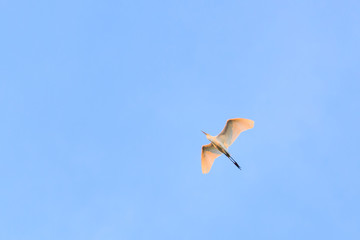 Bird flying on blue sky