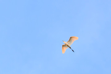Obraz premium Bird flying on blue sky