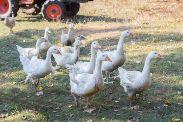 Obraz premium flock of white domestic geese on the farm