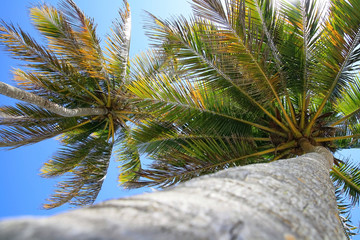 Obraz premium Top of coconut palm tree on blue sky background 