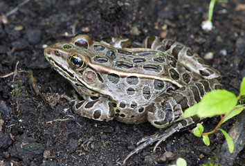 Frog western toad.