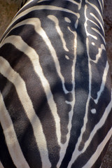 zebra