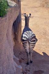 zebra