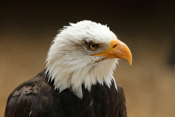 Portrait of a Bald Eagle 