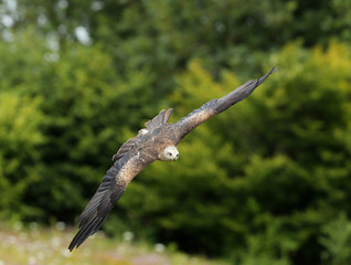 Close up of a Black Kite in flight