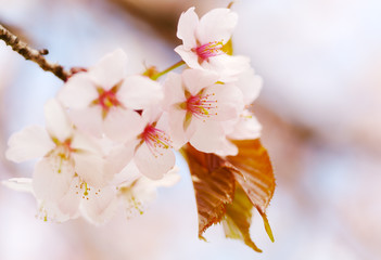 Branch of blossoming Oriental cherry sakura close up