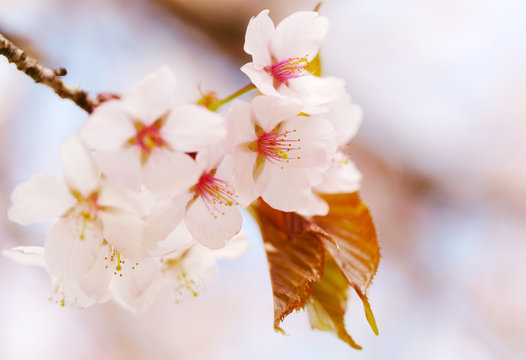 Branch of blossoming Oriental cherry sakura close up