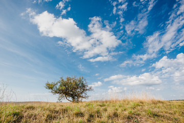 Fototapeta na wymiar Lonely tree in the grass with blue sky in natural surroundings.