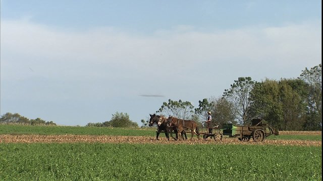 Pan with Amish farm implement in field