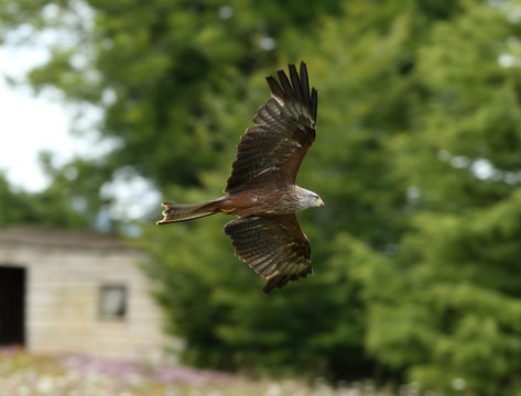 Close up of a Black Kite in flight