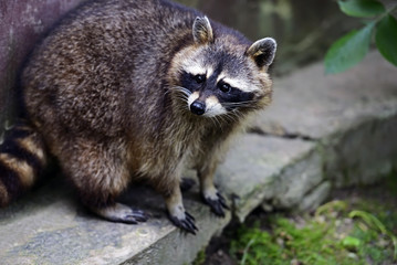 Raccoon
