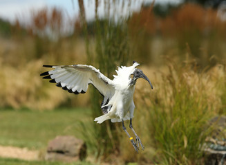Close up of a Sacred Ibis in flight