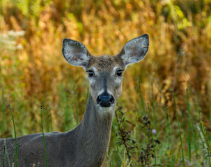 White Tailed Deer Doe  close up Autumn Colors