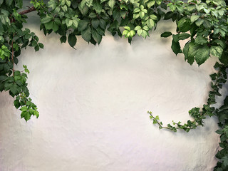 Fototapety  pnąca na ścianach z białego tynku