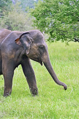 Obraz premium Indian elephants
