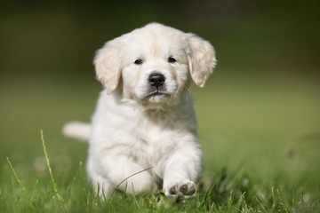 Running golden retriever puppy