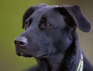 Labrador retriever dog outdoors in nature