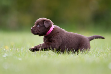 Labrador retriever puppy