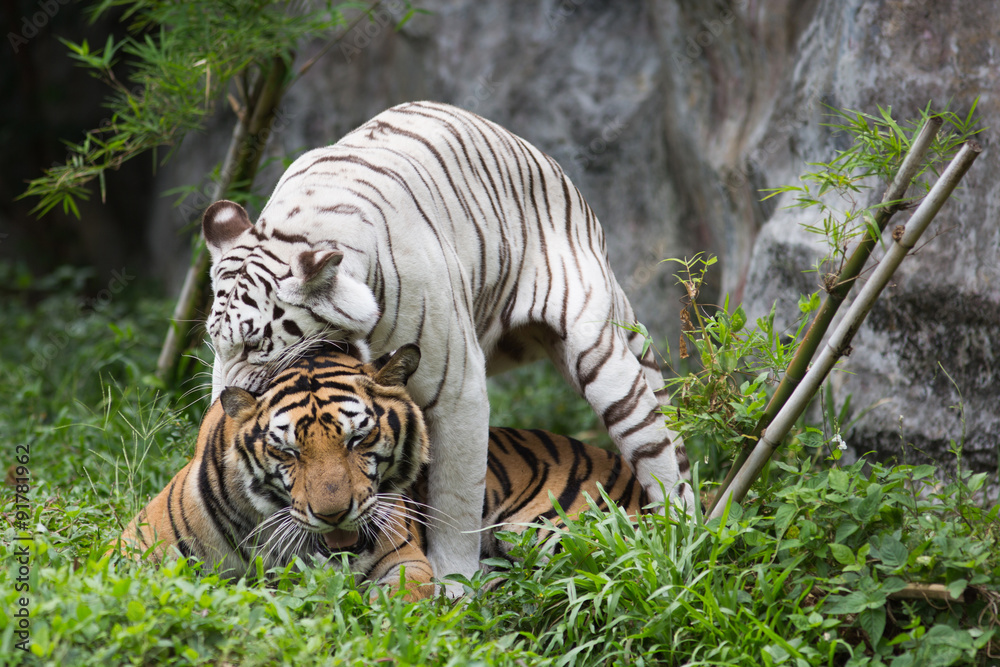 Wall mural tigers in zoo